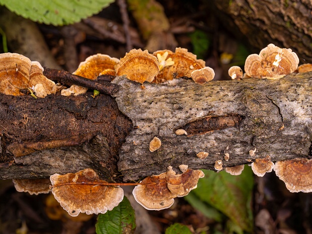 Траметес охряный - Trametes ochracea