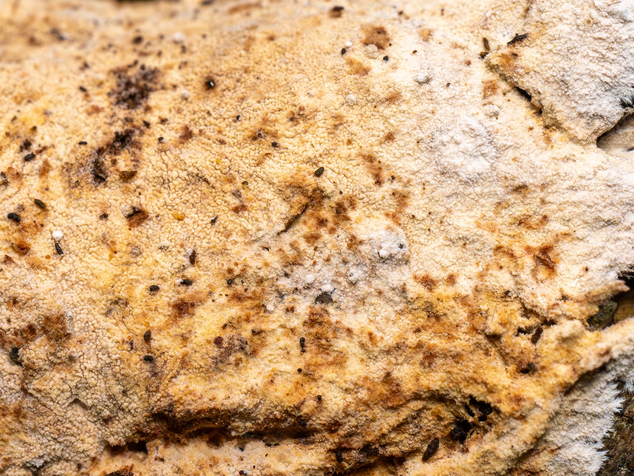 Steccherinum fimbriatum _2025-09-07_1-13