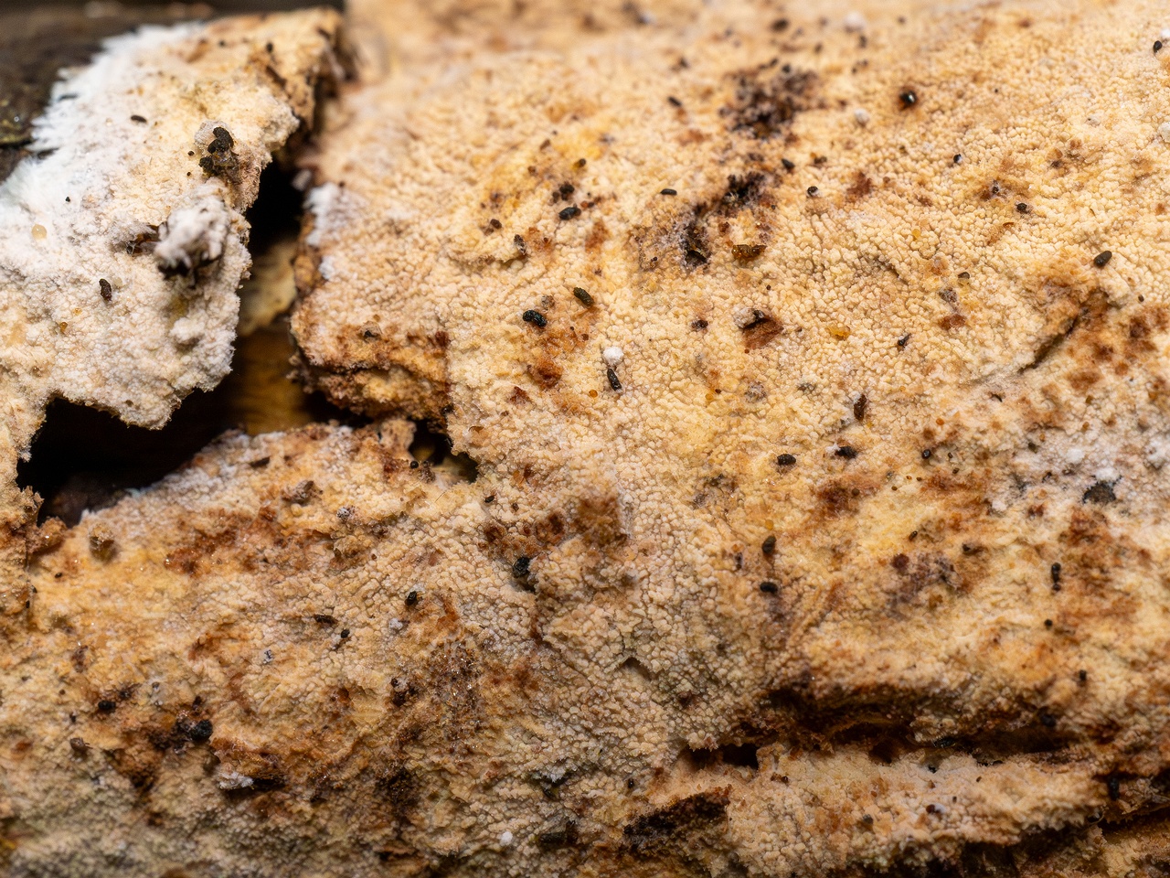 Steccherinum fimbriatum _2025-09-07_1-14