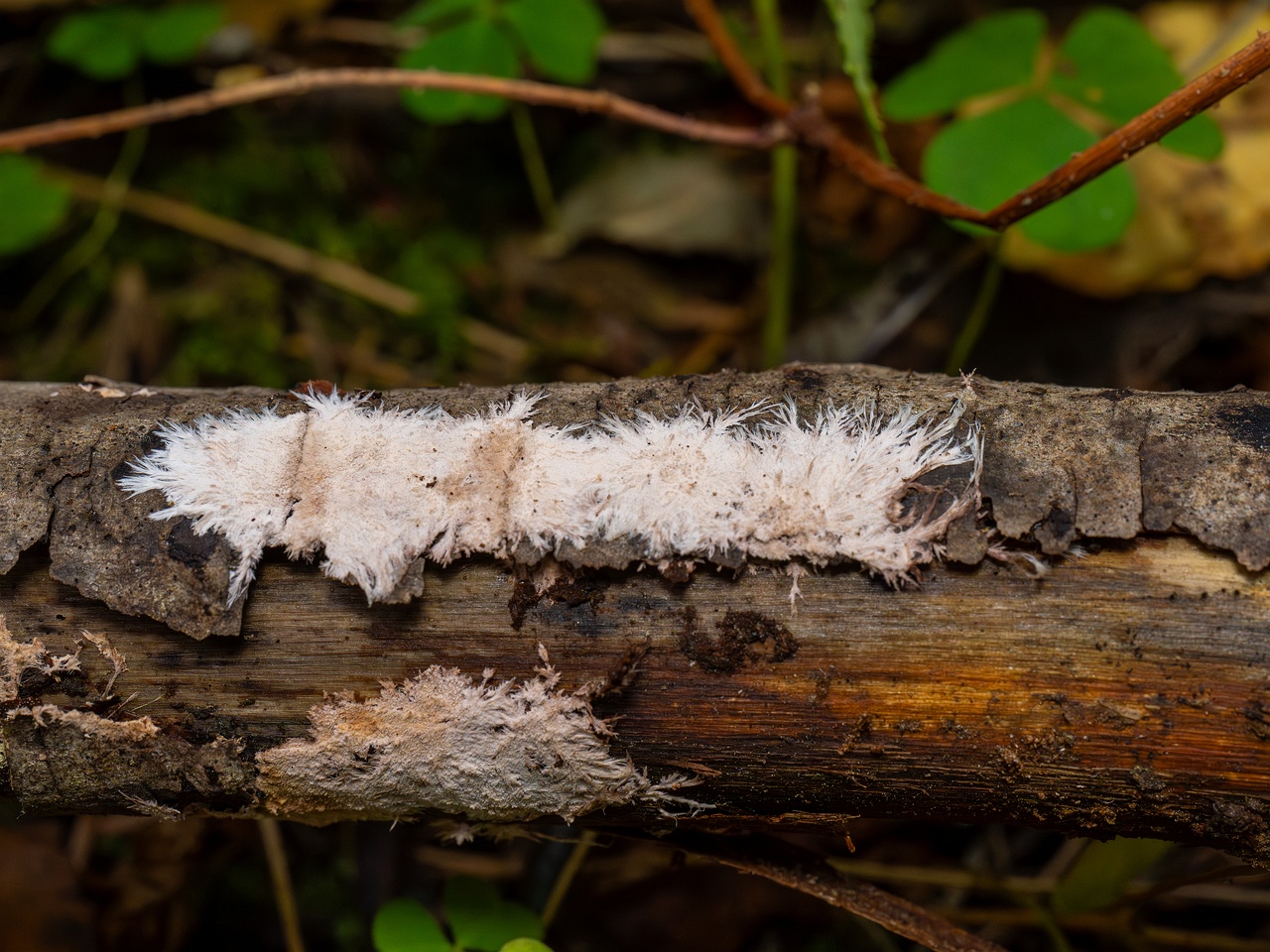 Steccherinum fimbriatum _2025-09-07_1-8