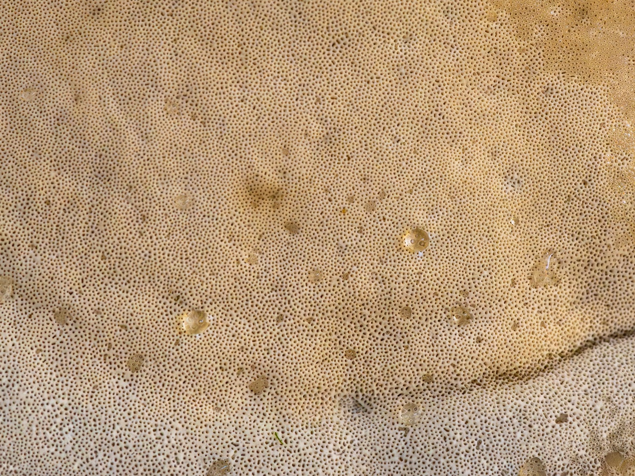 Bjerkandera fumosa _2025-10-18_1-10