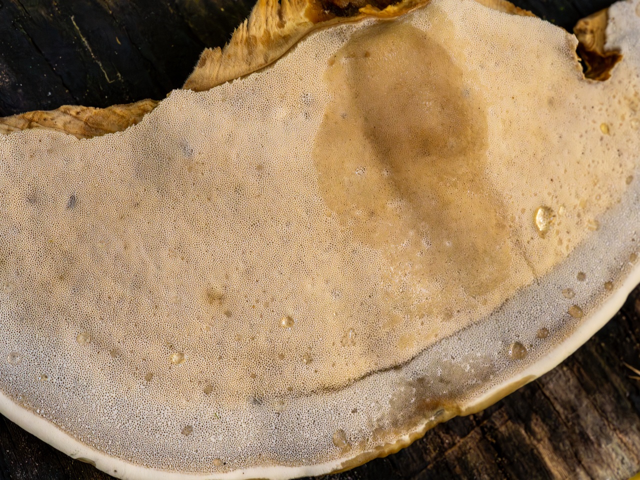 Bjerkandera fumosa _2025-10-18_1-11