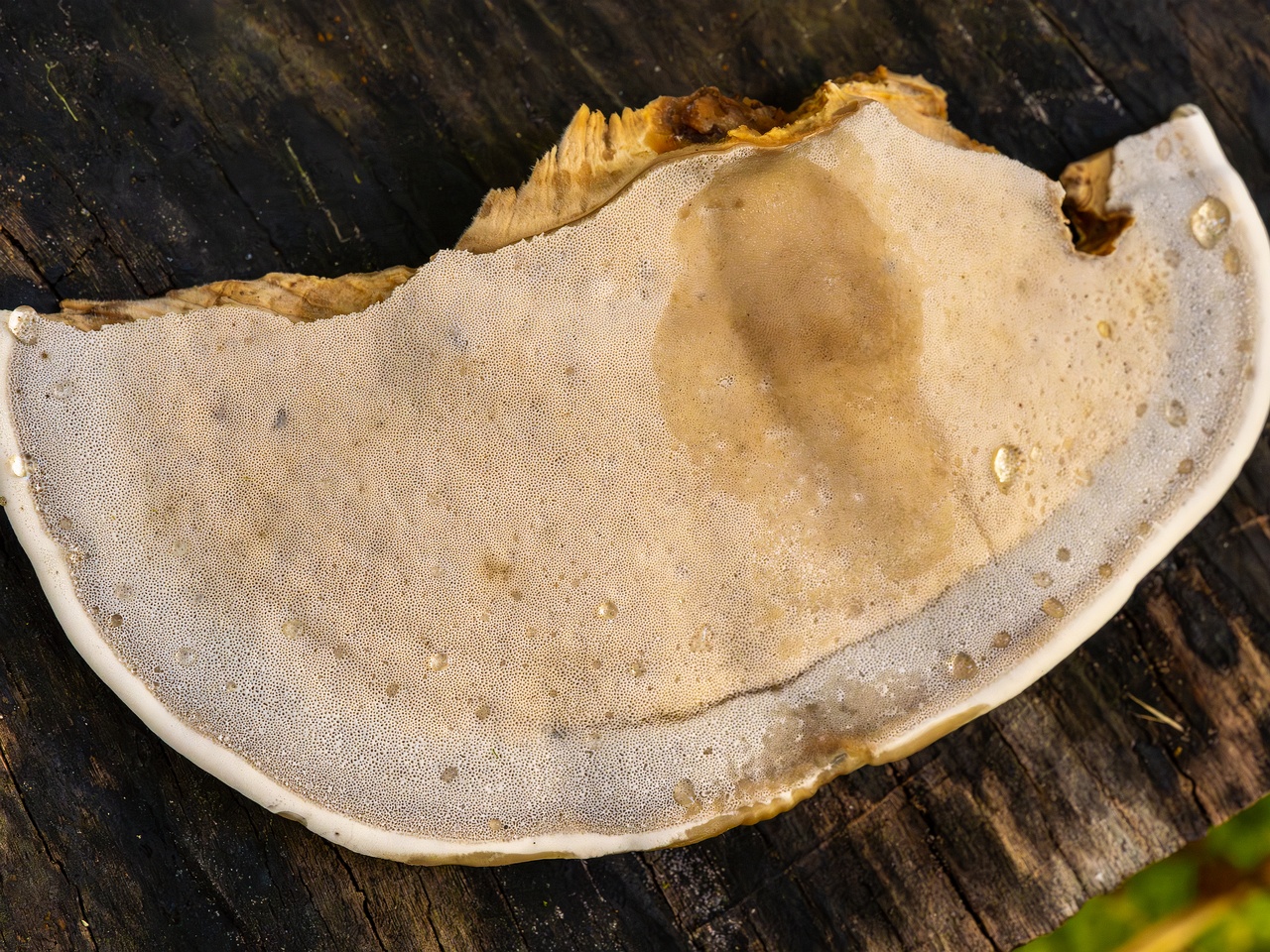 Bjerkandera fumosa _2025-10-18_1-12