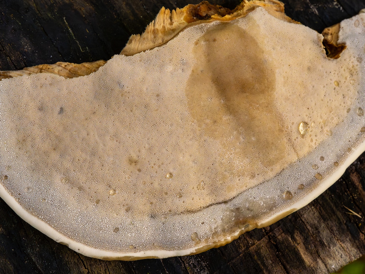 Bjerkandera fumosa _2025-10-18_1-13