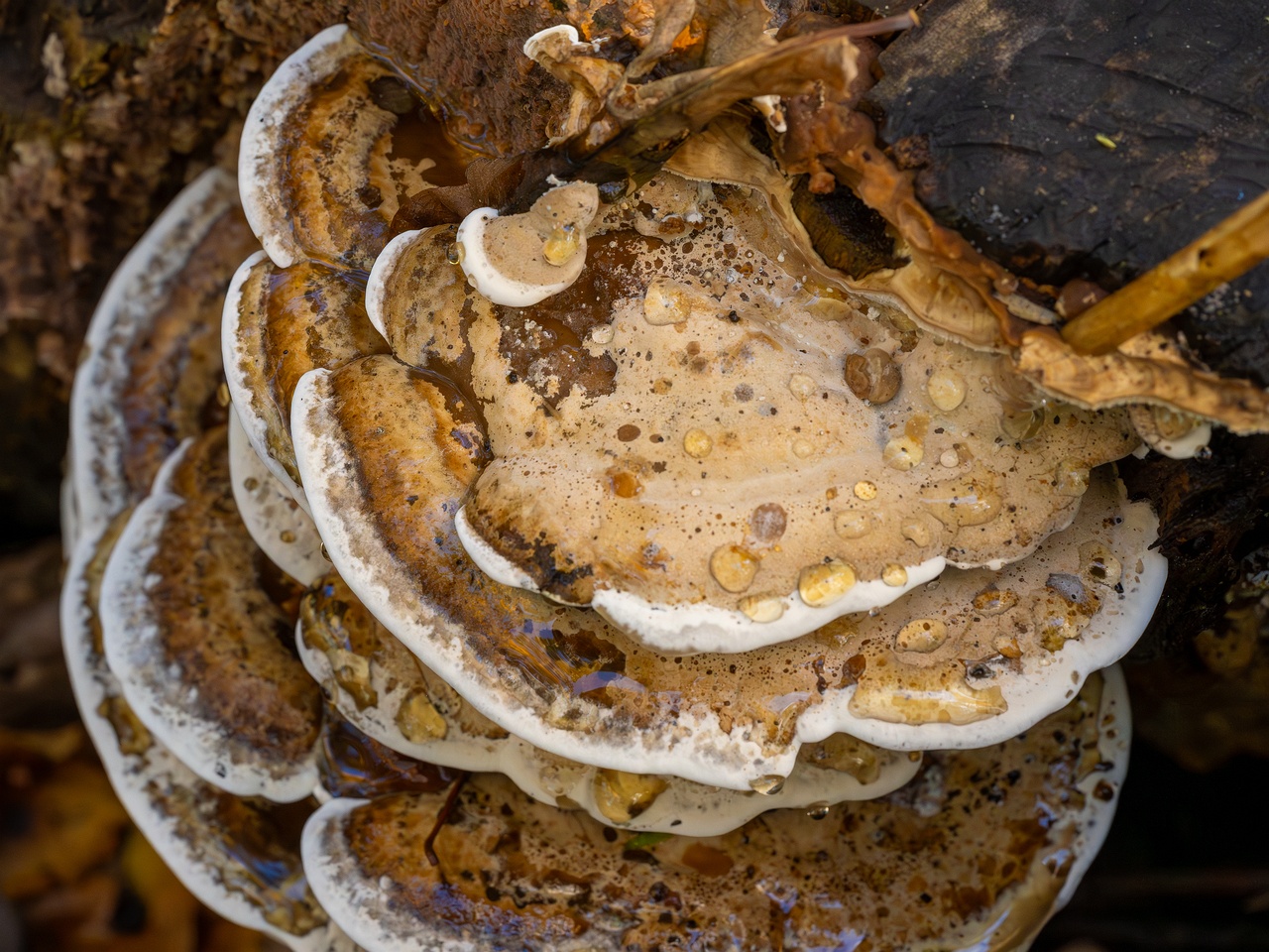 Bjerkandera fumosa _2025-10-18_1-14