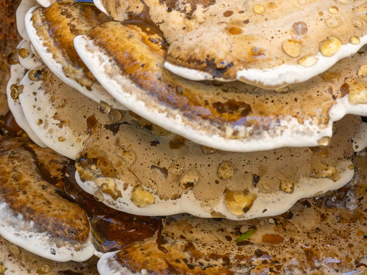 Bjerkandera fumosa _2025-10-18_1-15