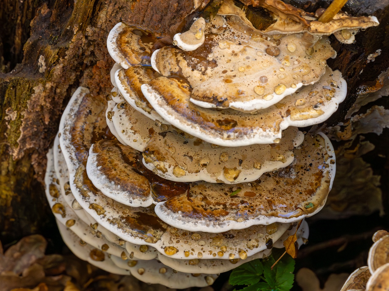 Bjerkandera fumosa _2025-10-18_1-16