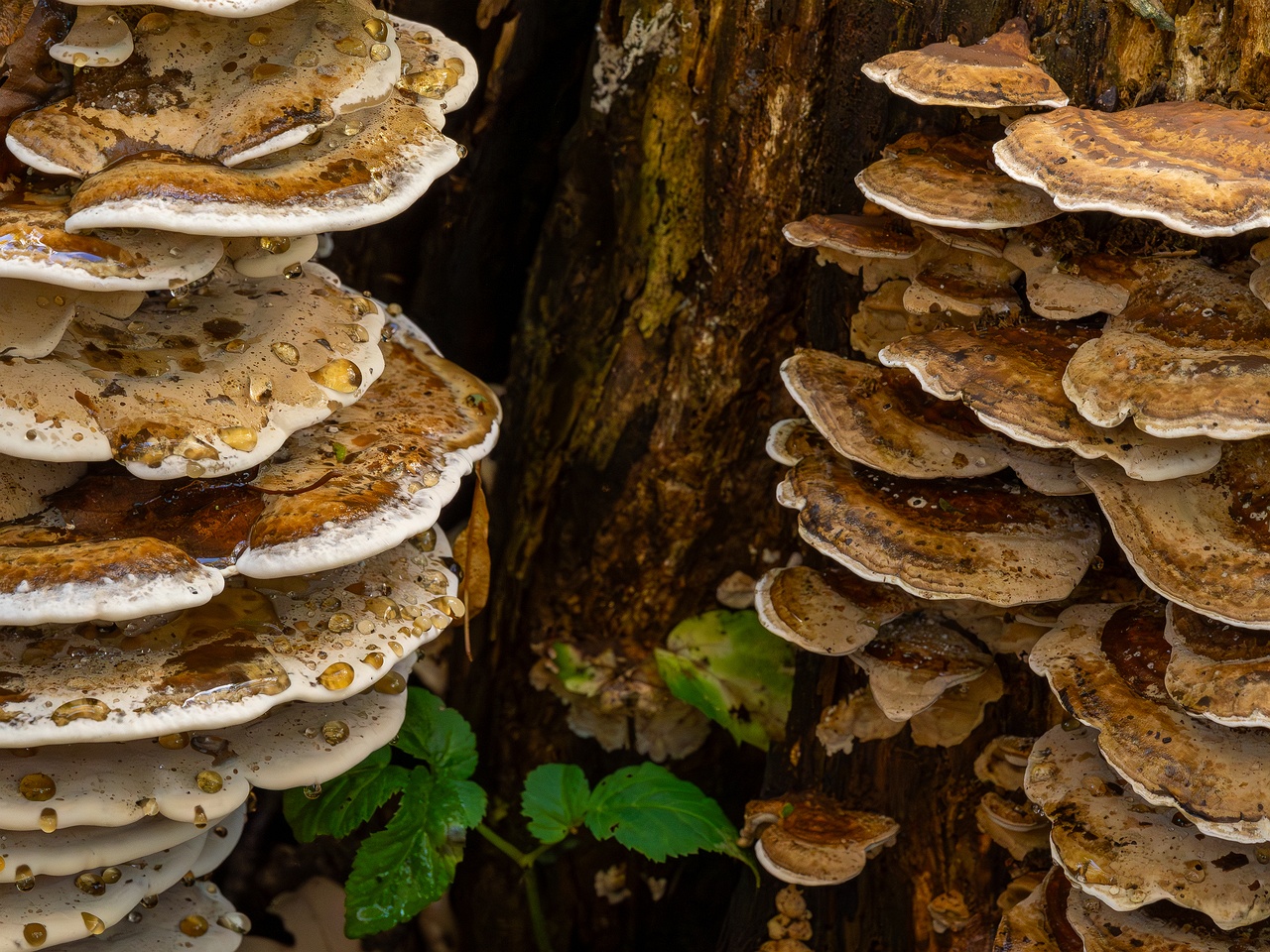 Bjerkandera fumosa _2025-10-18_1-2