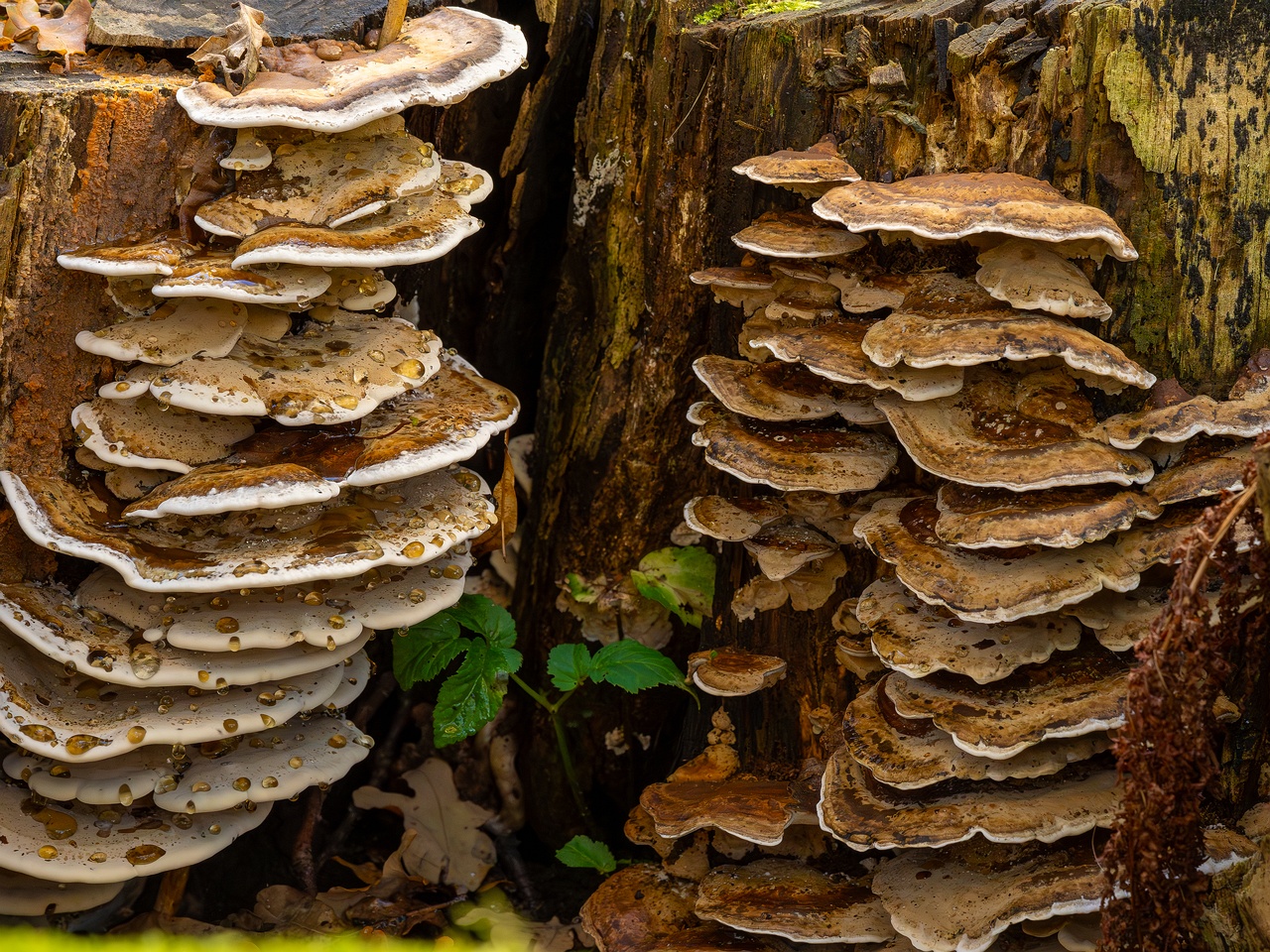 Bjerkandera fumosa _2025-10-18_1-3