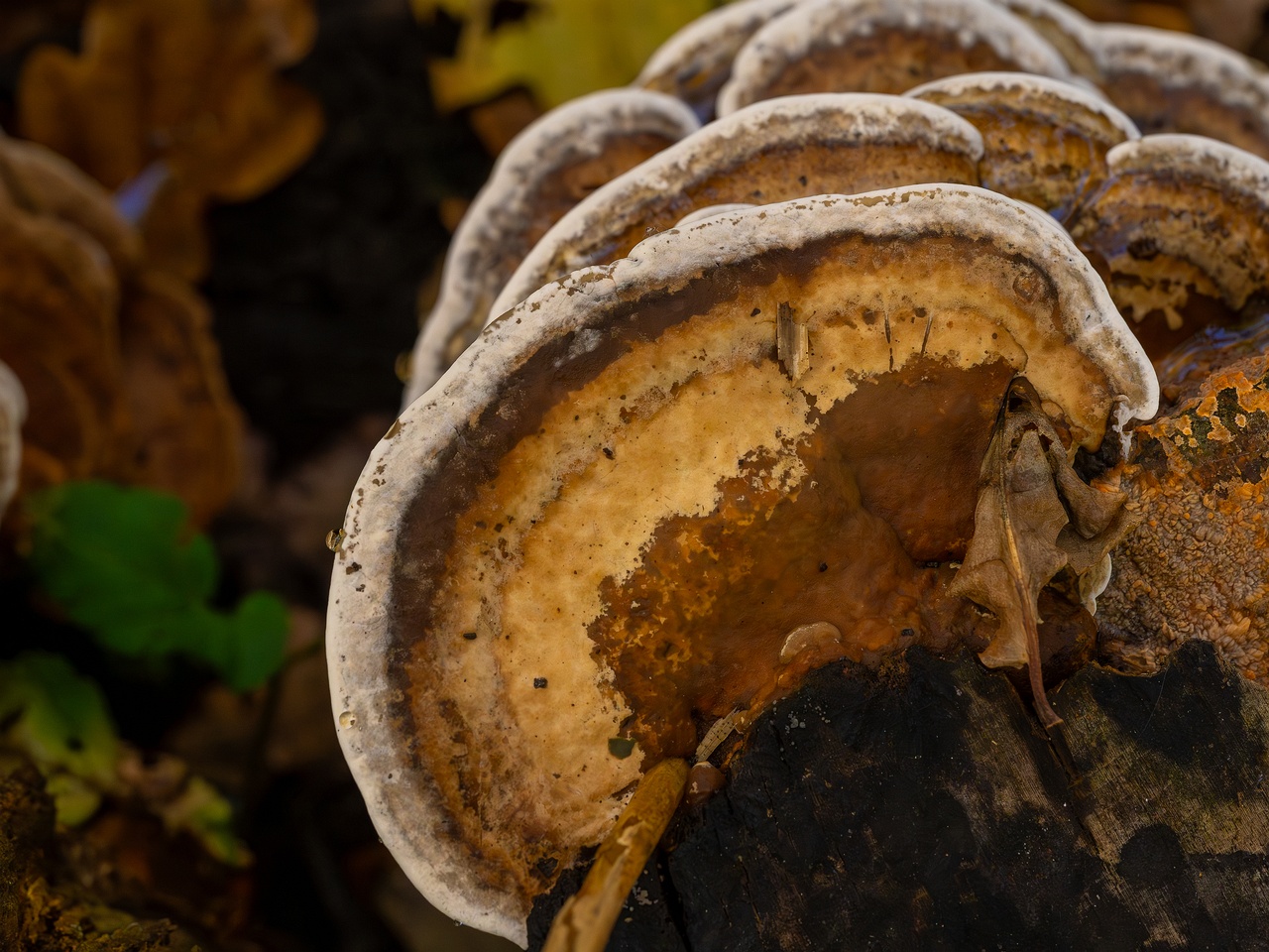 Bjerkandera fumosa _2025-10-18_1-4