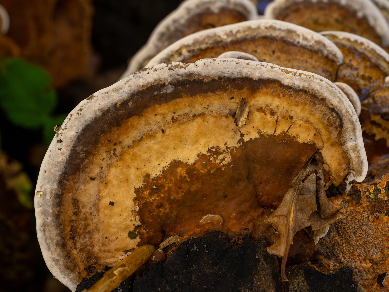 Bjerkandera fumosa _2025-10-18_1-5