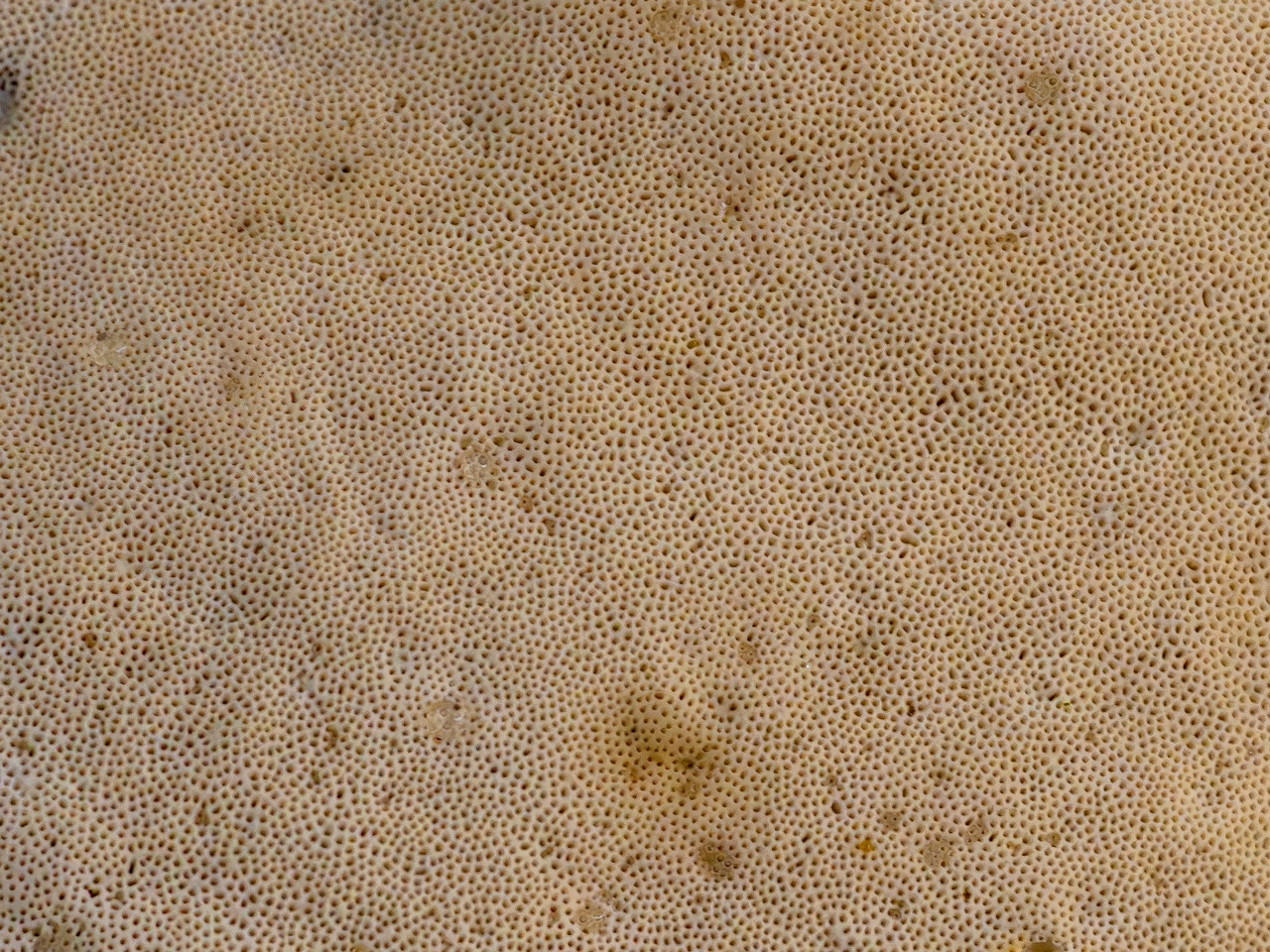 Bjerkandera fumosa _2025-10-18_1-6