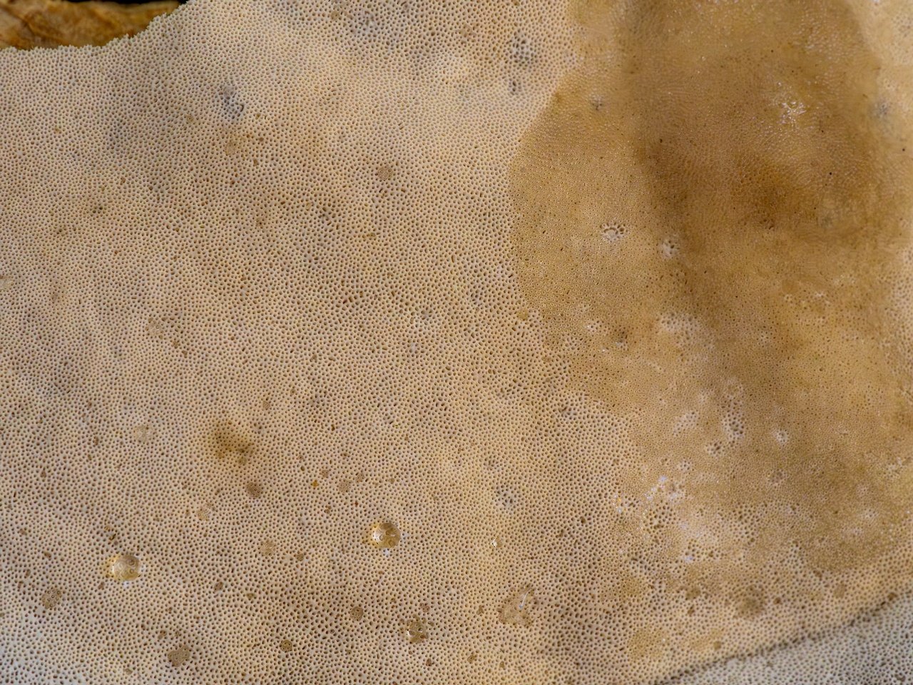 Bjerkandera fumosa _2025-10-18_1-7