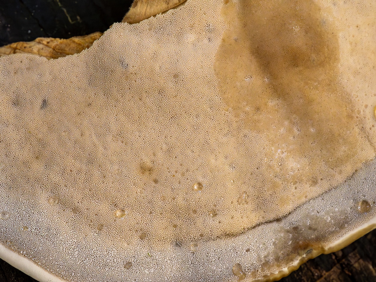 Bjerkandera fumosa _2025-10-18_1-8