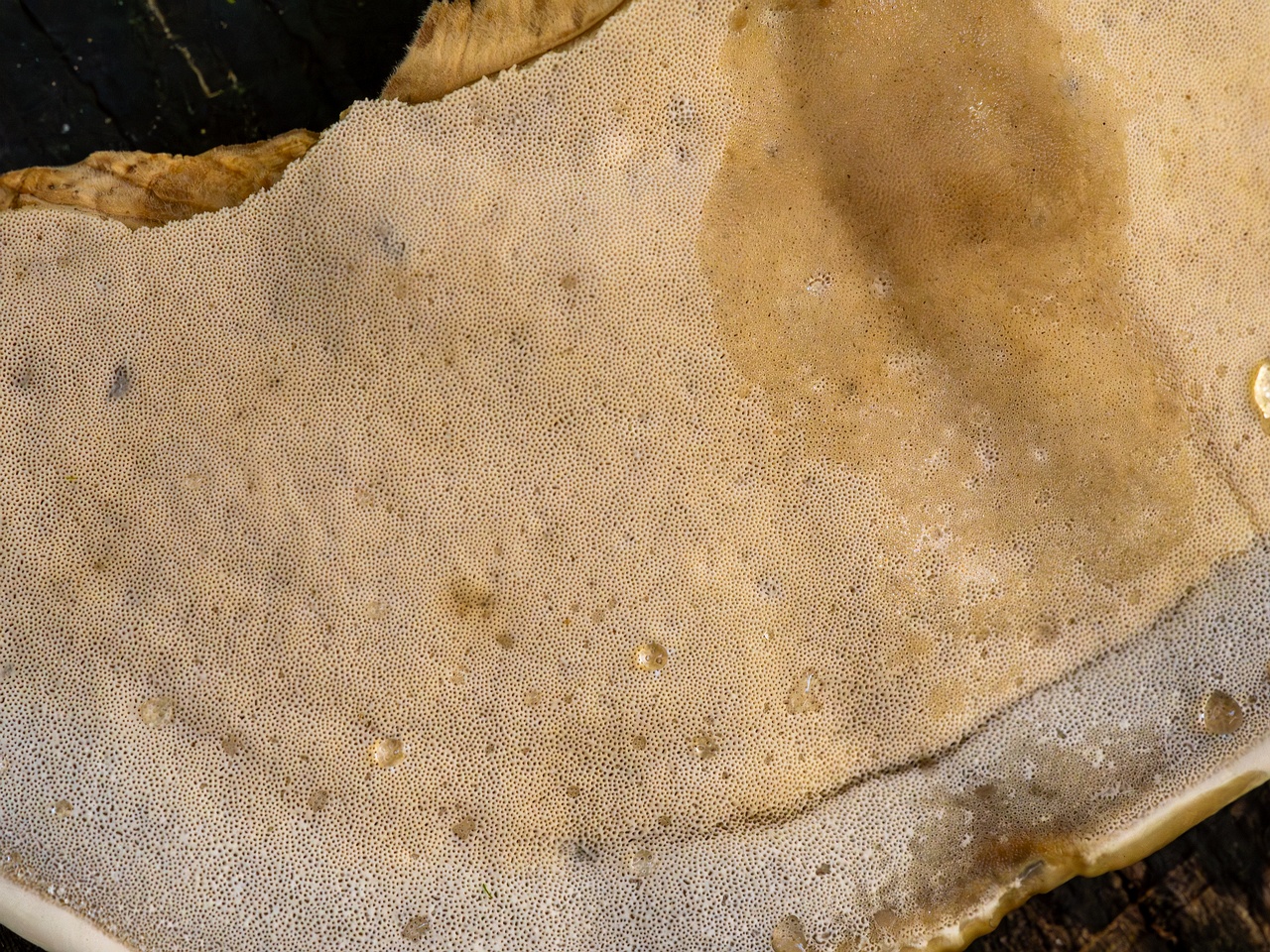 Bjerkandera fumosa _2025-10-18_1-9