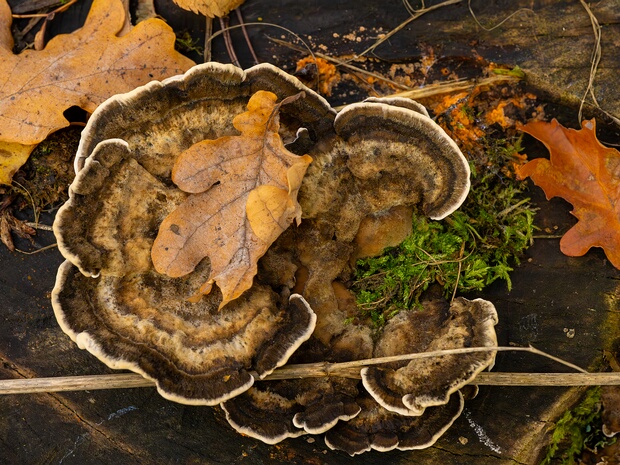 Бьеркандера опалённая - Bjerkandera adusta