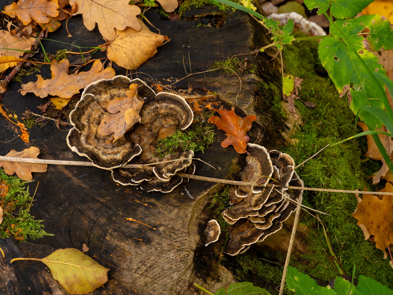 Bjerkandera adusta _2025-10-18_1-1