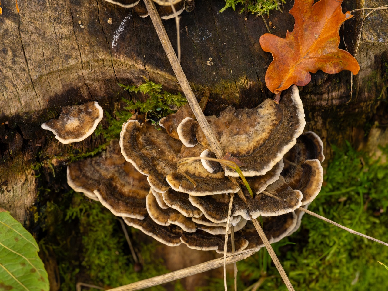 Bjerkandera adusta _2025-10-18_1-3