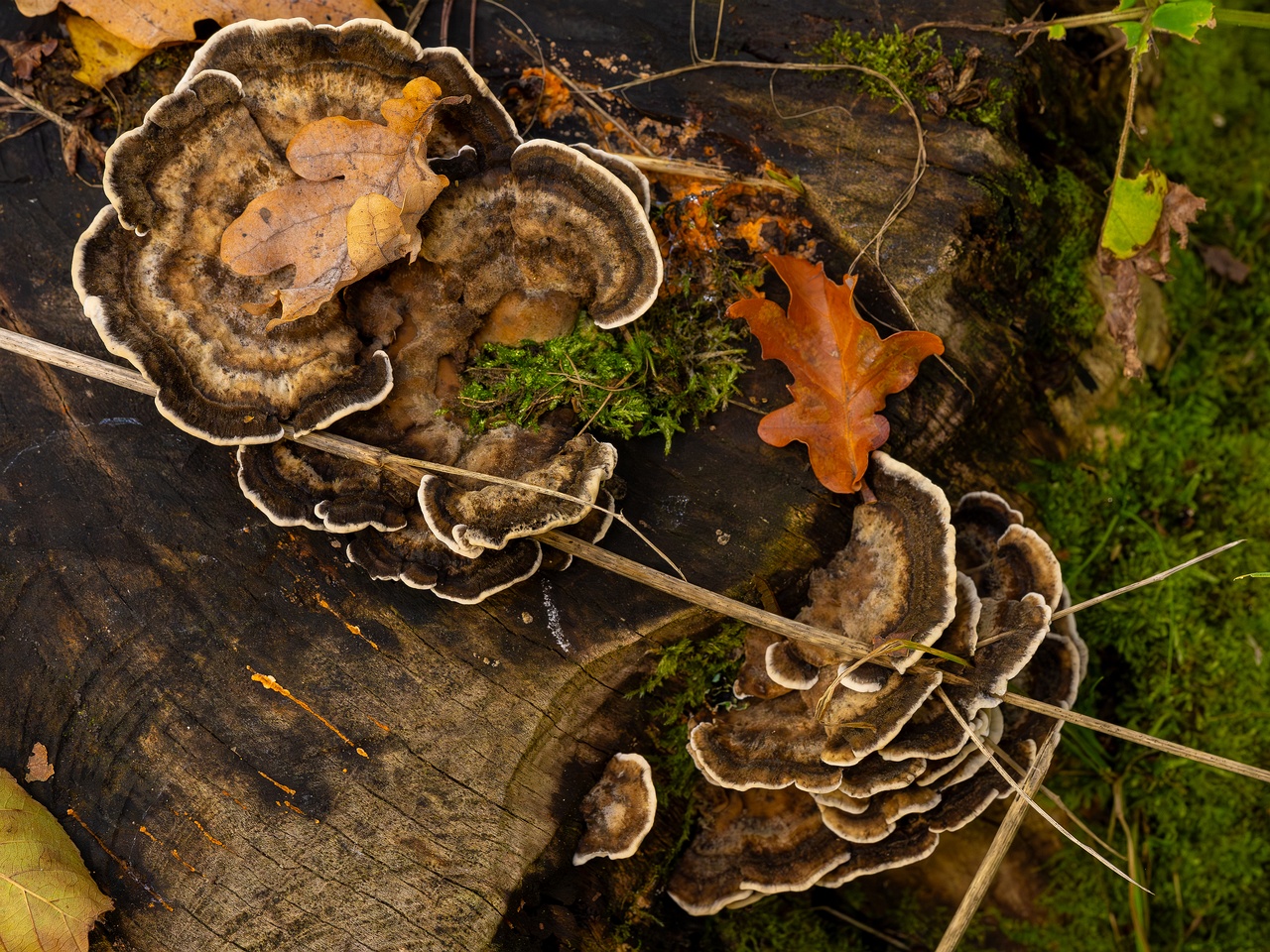 Bjerkandera adusta _2025-10-18_1-4