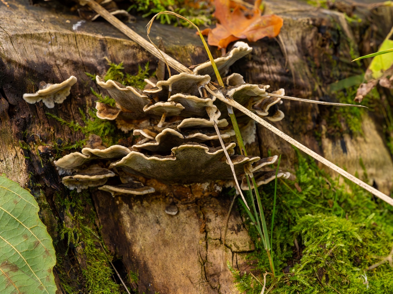 Bjerkandera adusta _2025-10-18_1-5