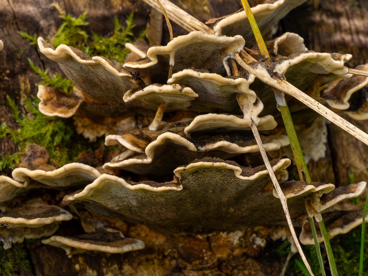 Bjerkandera adusta _2025-10-18_1-6