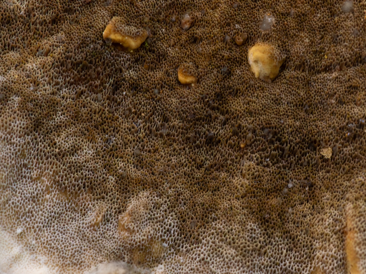 Bjerkandera adusta _2025-10-18_2-1