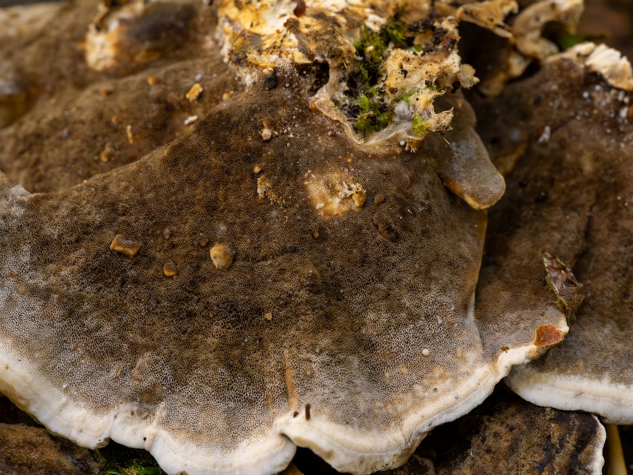 Bjerkandera adusta _2025-10-18_2-2