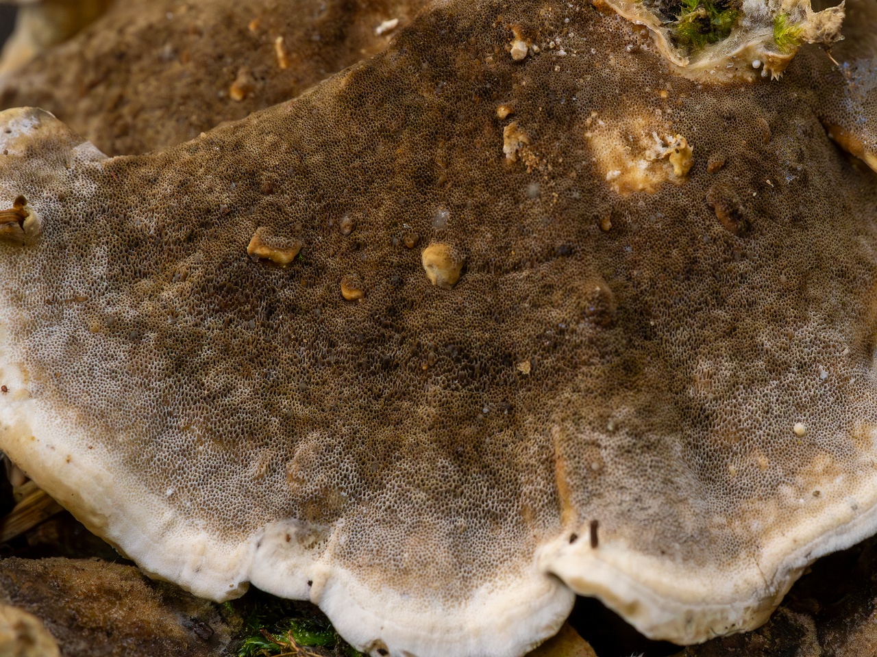 Bjerkandera adusta _2025-10-18_2-3