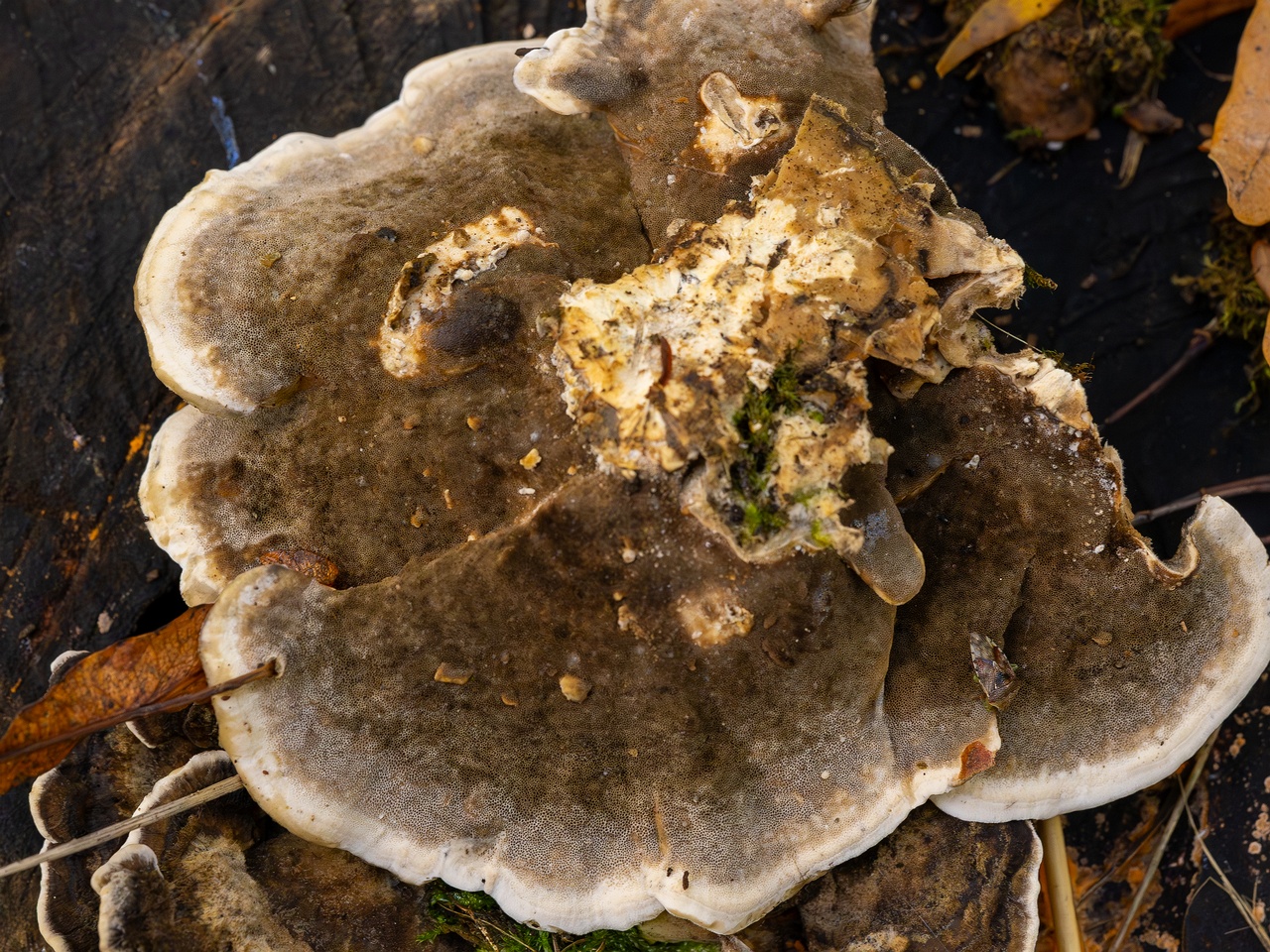 Bjerkandera adusta _2025-10-18_2-4