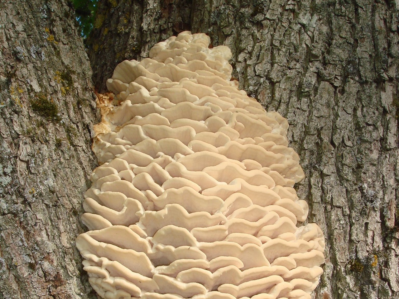 fungi-0004500