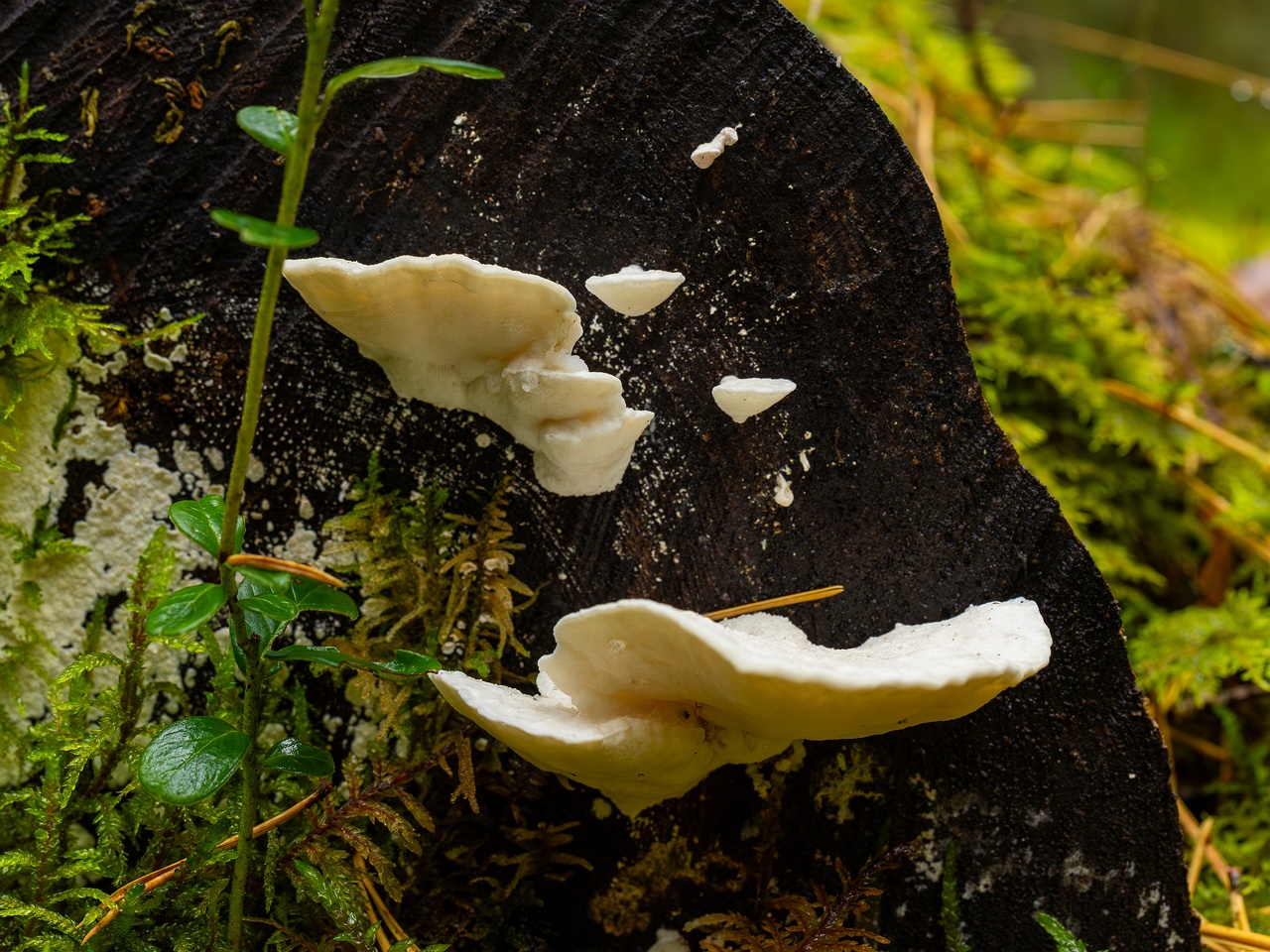 Amaropostia stiptica _2025-09-13_1-1