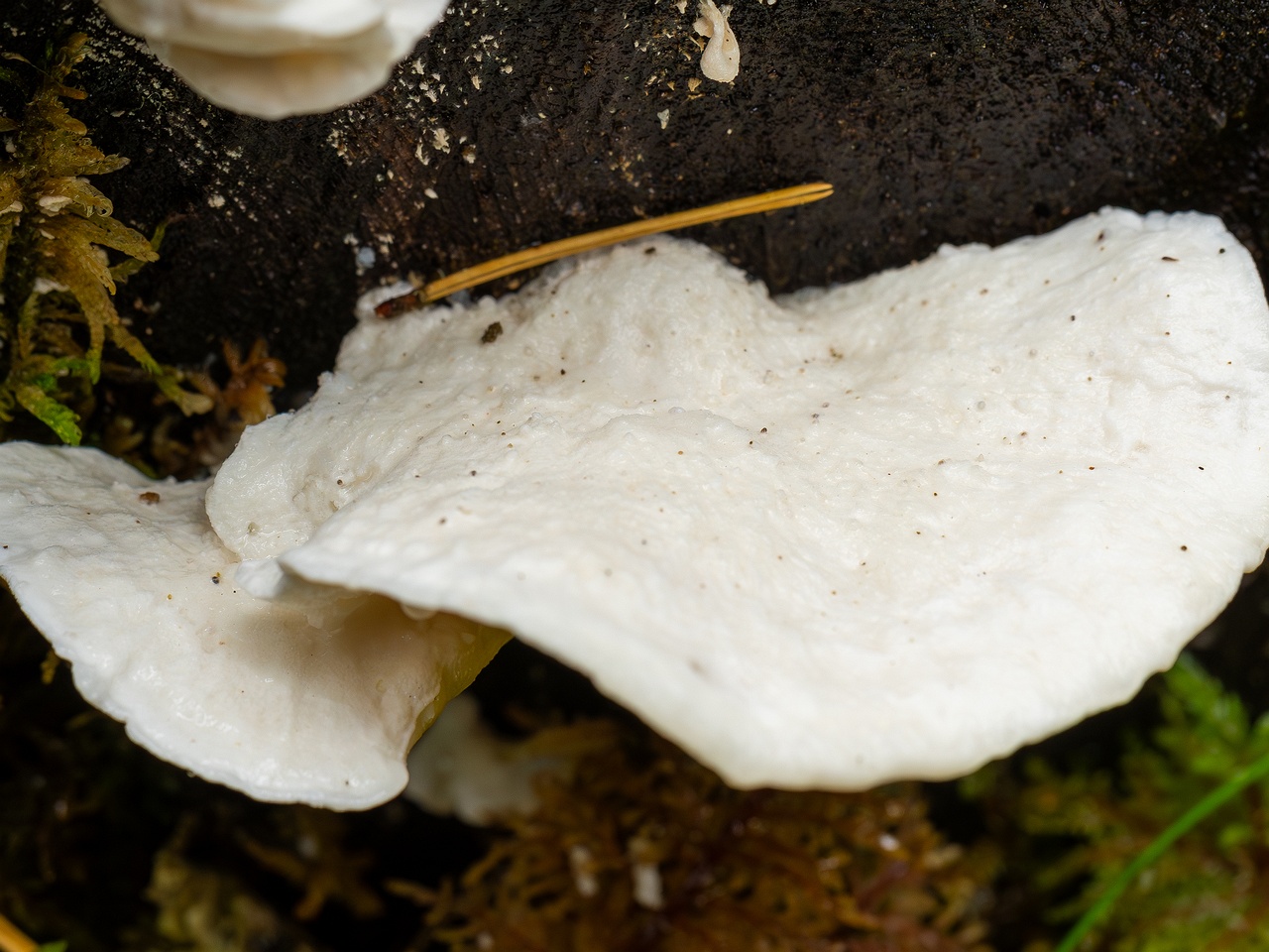 Amaropostia stiptica _2025-09-13_1-2