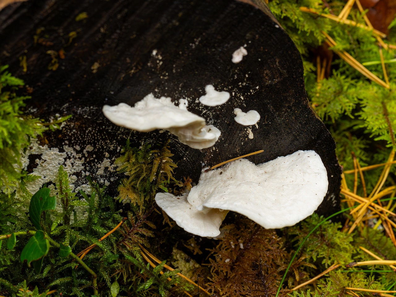 Amaropostia stiptica _2025-09-13_1-4