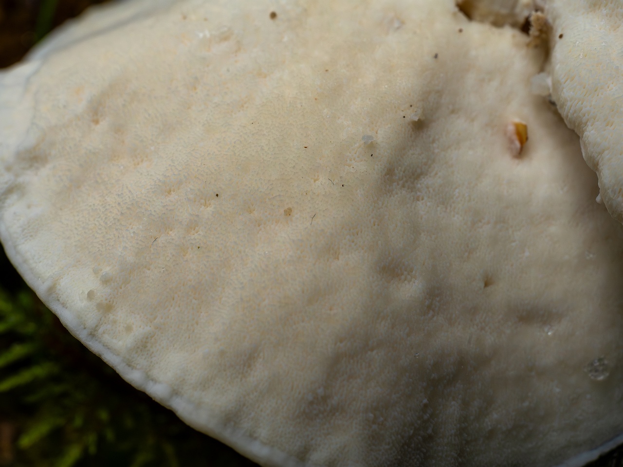 Amaropostia stiptica _2025-09-13_1-5