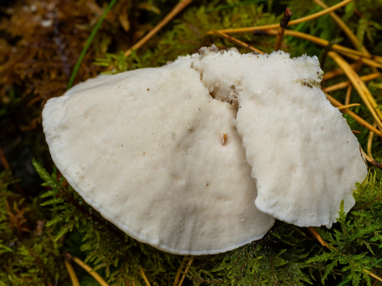 Amaropostia stiptica _2025-09-13_1-6