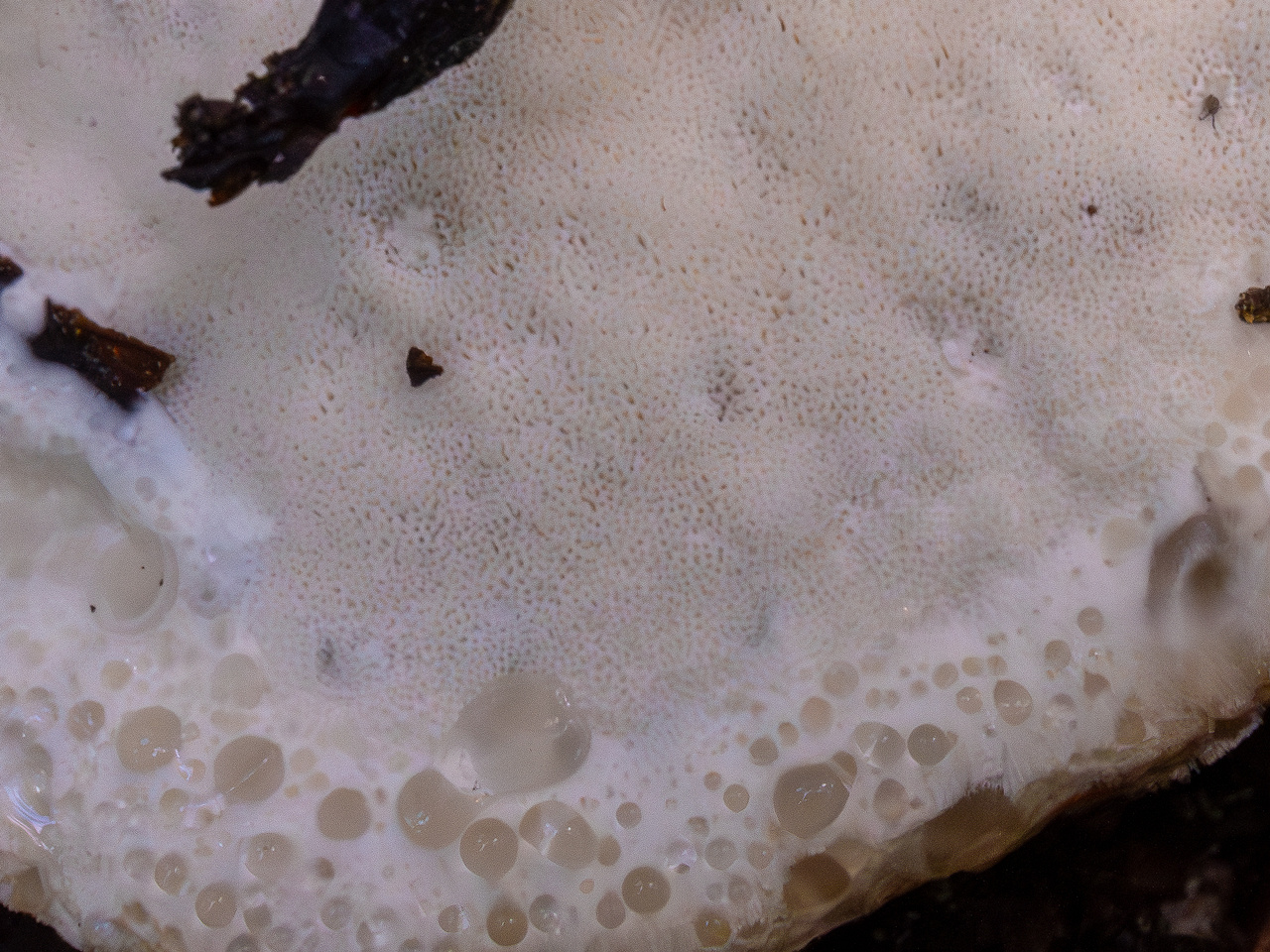 postia-tephroleuca_1-7