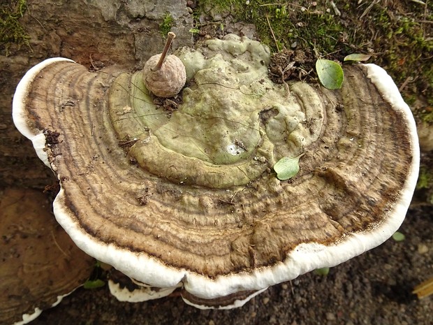 Ганодермовые - Ganodermataceae The Ganodermataceae are a family of fungi in the order Polyporales. As of April 2018, Index Fungorum accepts 8 genera...