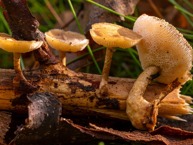 Полипоровые - Polyporaceae The Polyporaceae are a family of poroid fungi belonging to the Basidiomycota. The flesh of their fruit bodies varies...