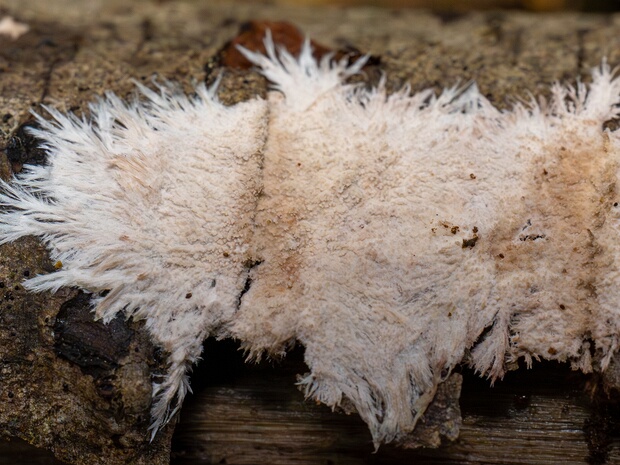 Стекхериновые - Steccherinaceae The Steccherinaceae are a family of about 200 species of fungi in the order Polyporales. It includes crust-like,...