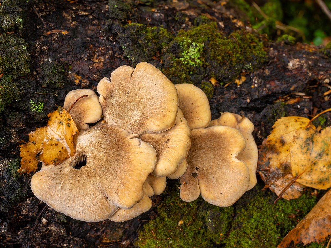 Lentinellus ursinus _2025-09-13_1-1