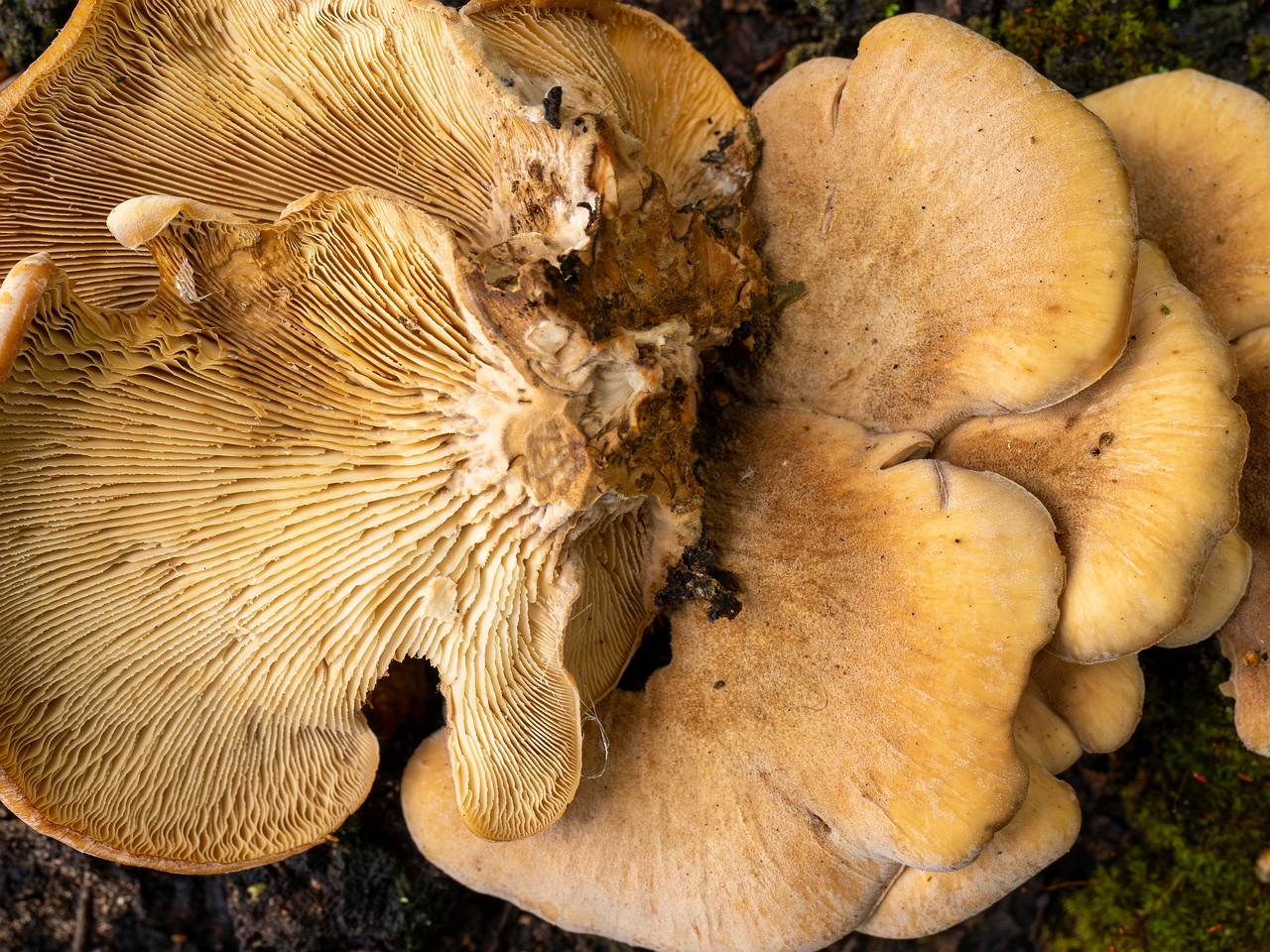 Lentinellus ursinus _2025-09-13_1-10