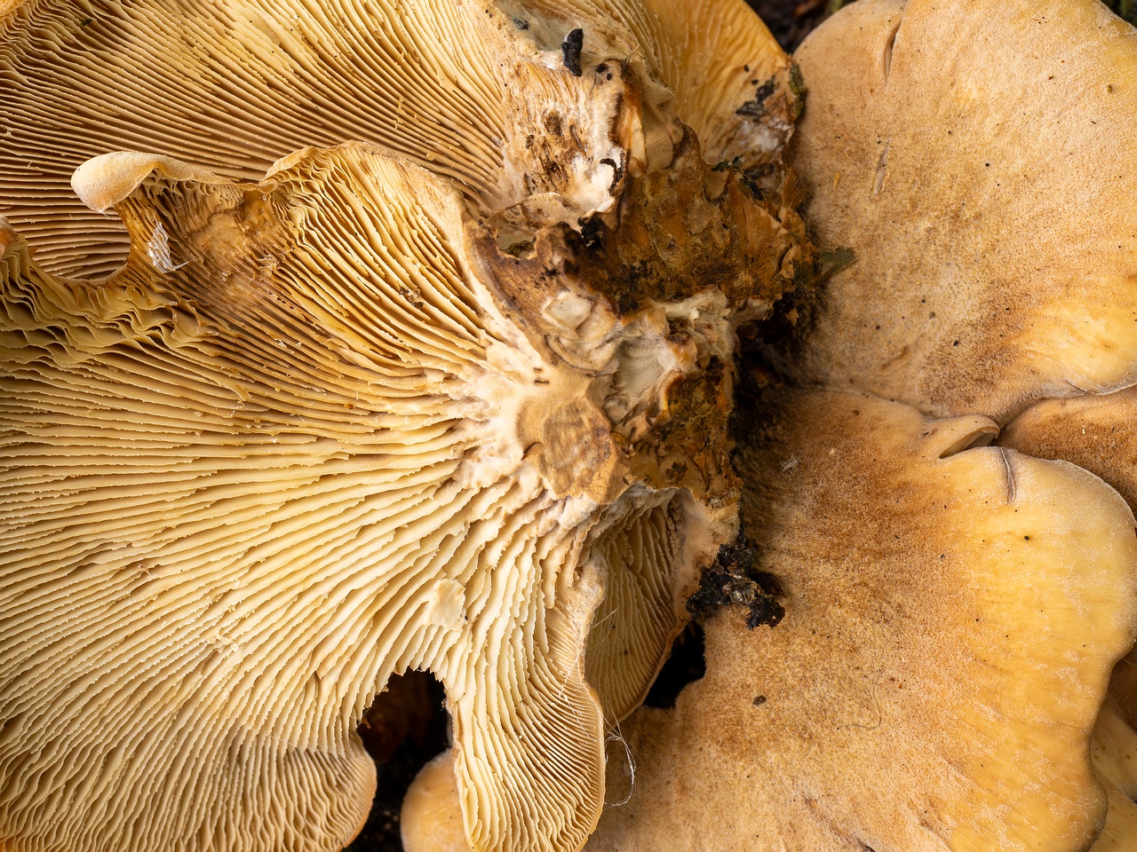 Lentinellus ursinus _2025-09-13_1-11