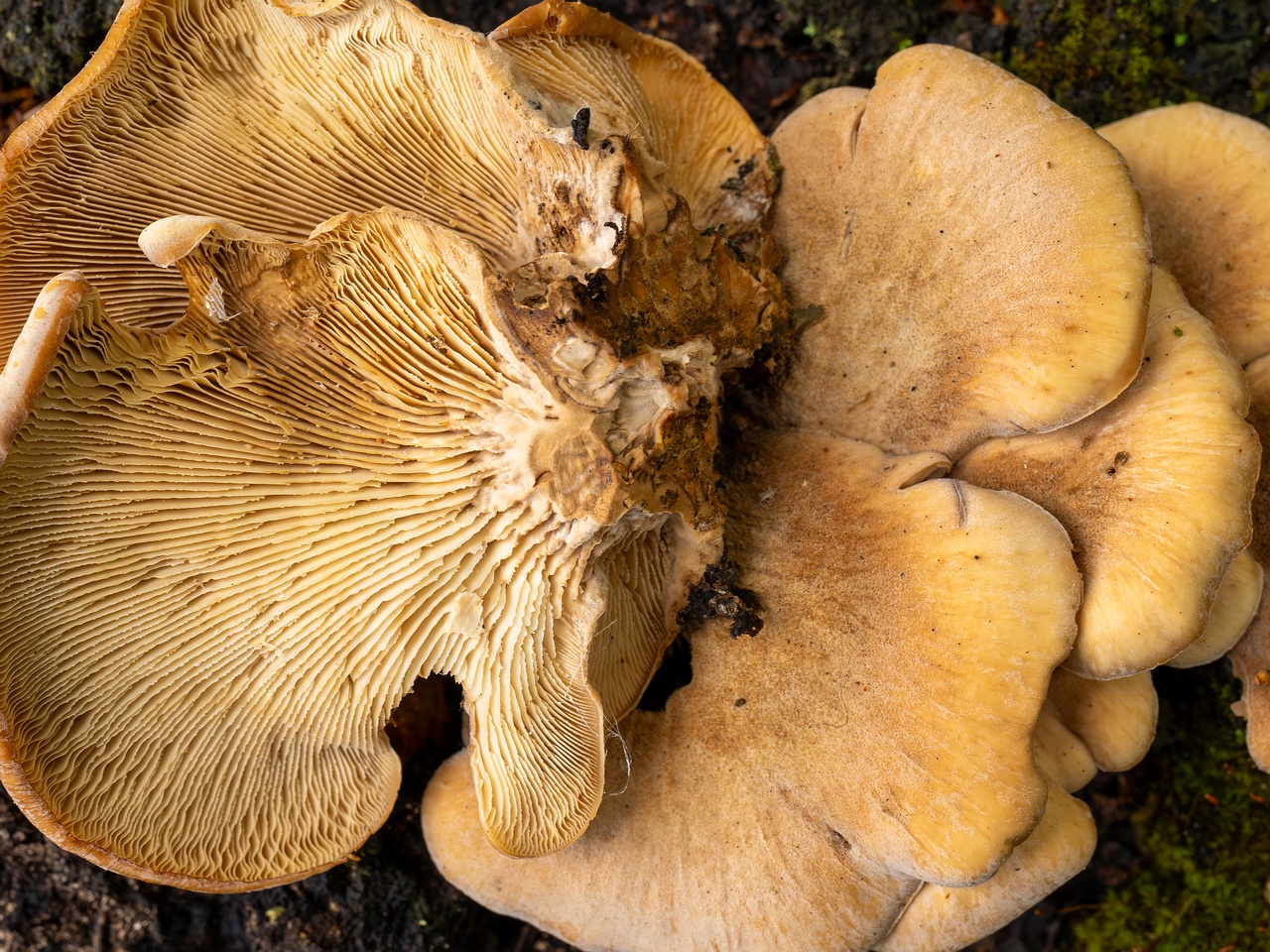 Lentinellus ursinus _2025-09-13_1-12