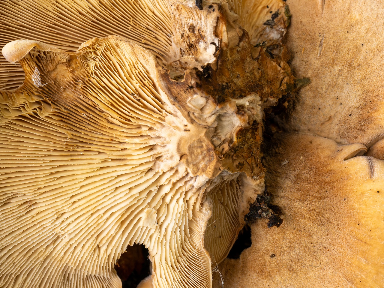 Lentinellus ursinus _2025-09-13_1-13