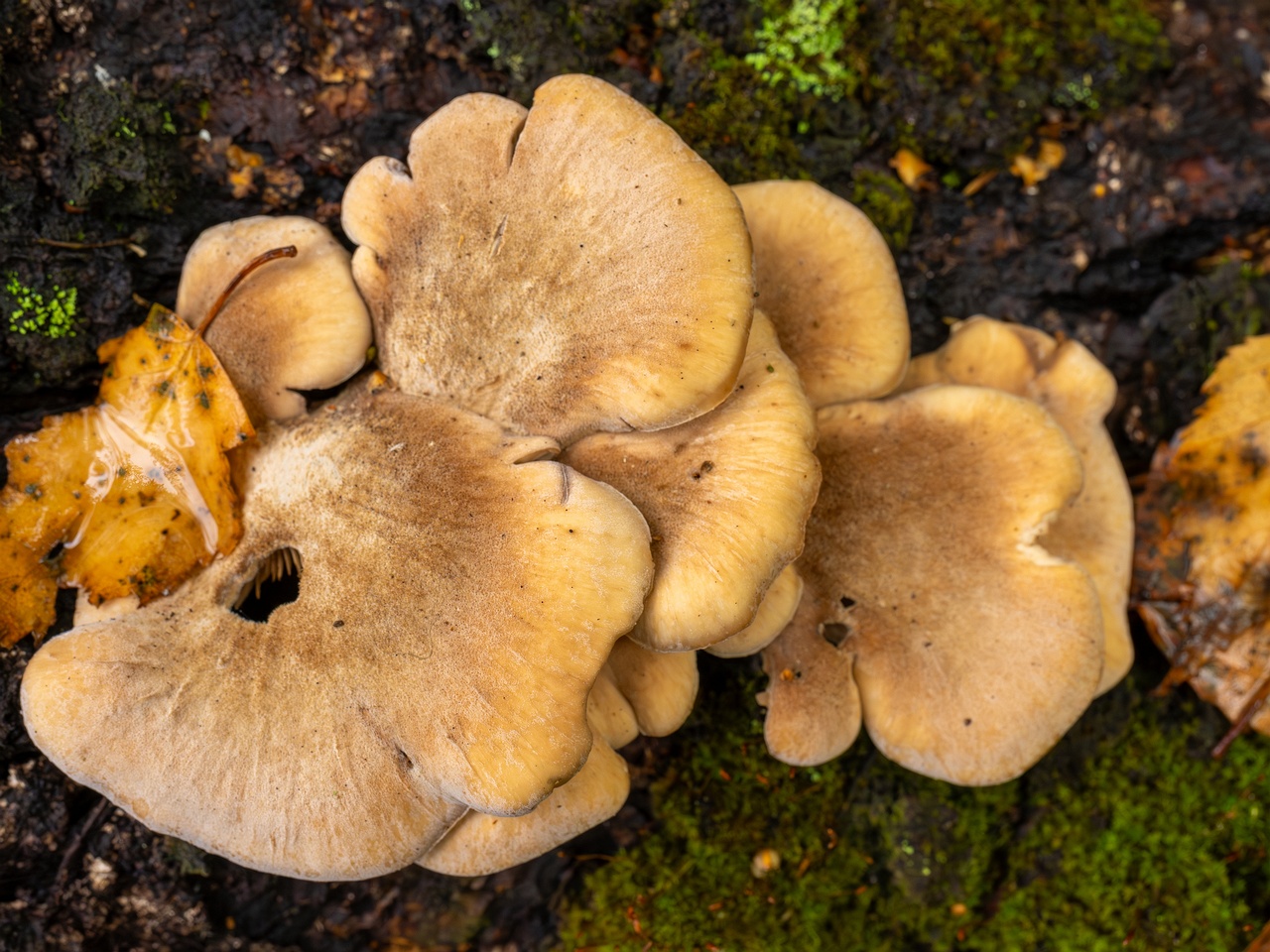 Lentinellus ursinus _2025-09-13_1-2