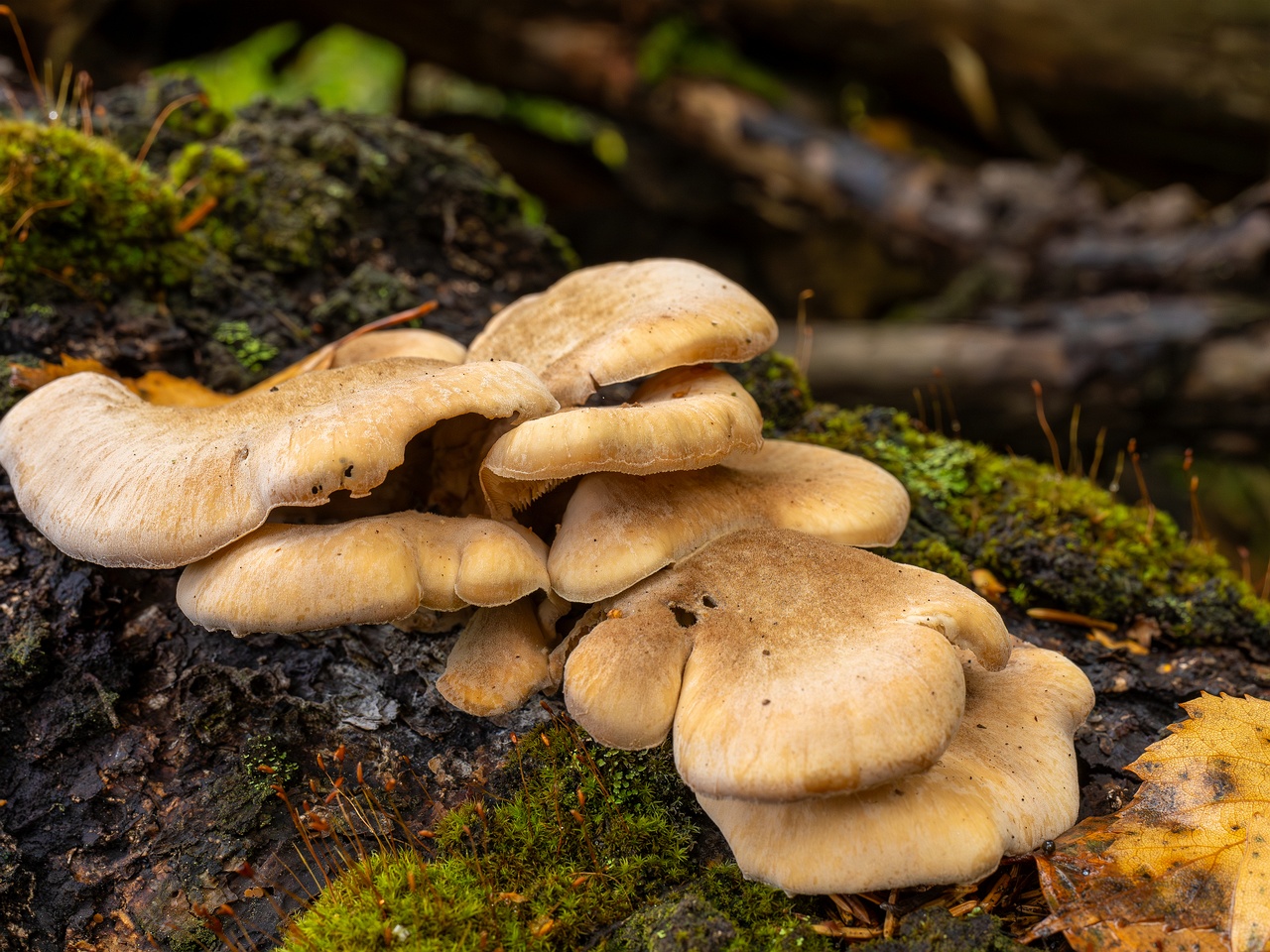 Lentinellus ursinus _2025-09-13_1-3