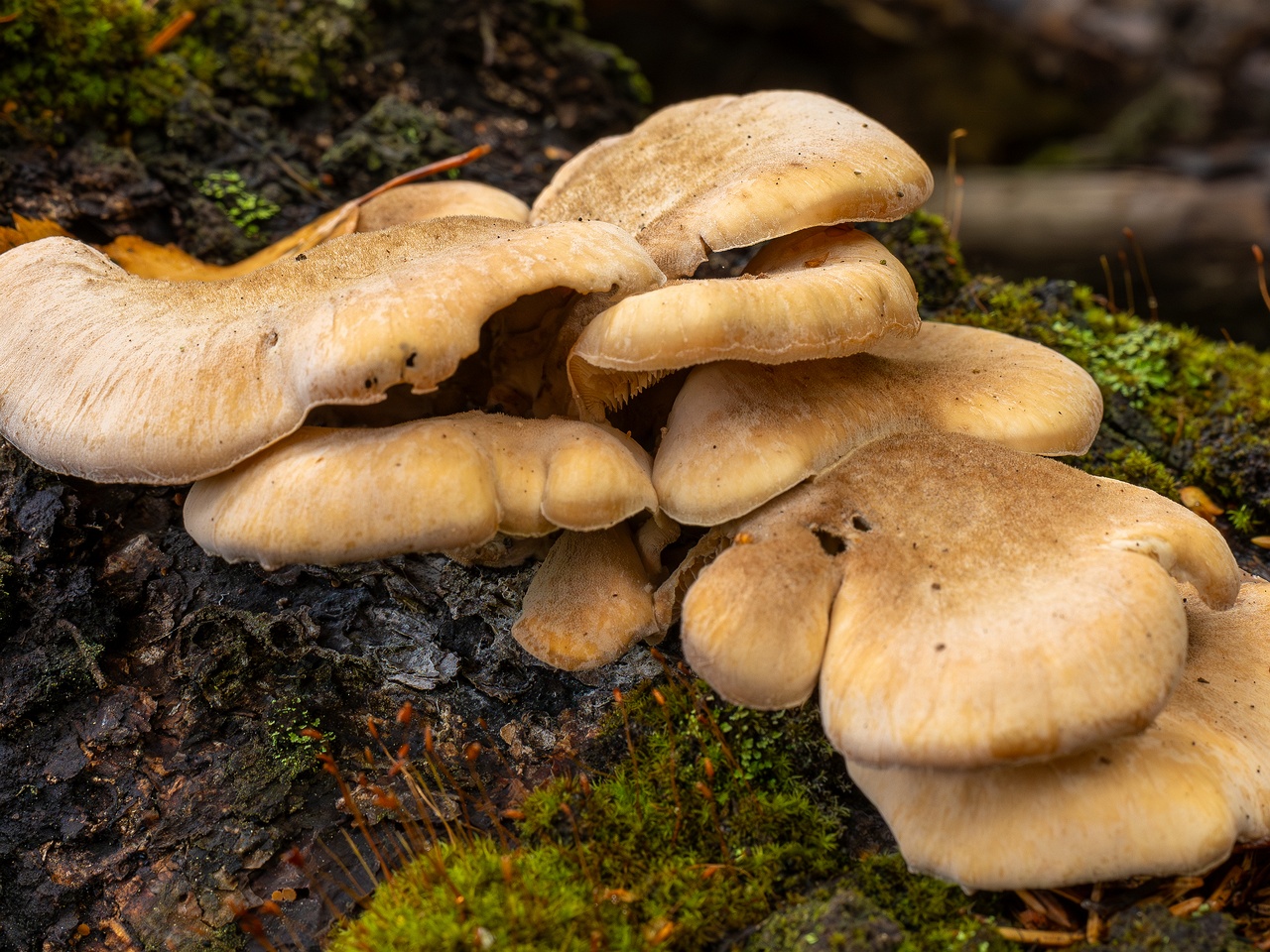 Lentinellus ursinus _2025-09-13_1-5