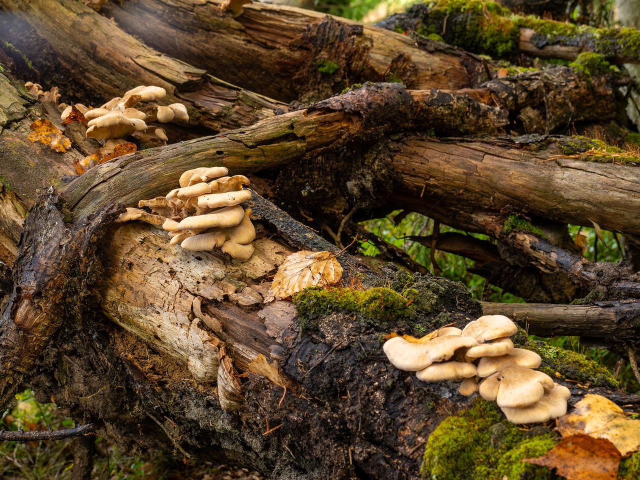 Lentinellus ursinus _2025-09-13_1-6
