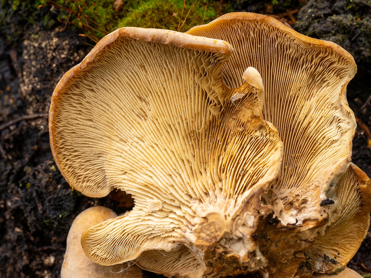 Lentinellus ursinus _2025-09-13_1-8