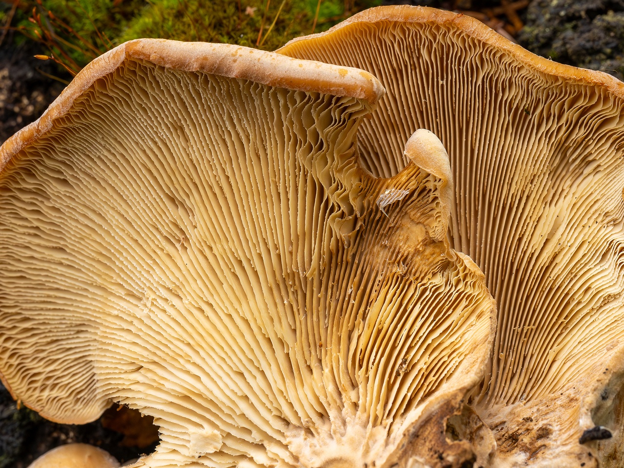 Lentinellus ursinus _2025-09-13_1-9